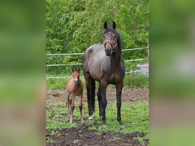 Caballo de salto Oldenburgo Yegua 10 años 170 cm Castaño in Tyn nad Vltavou