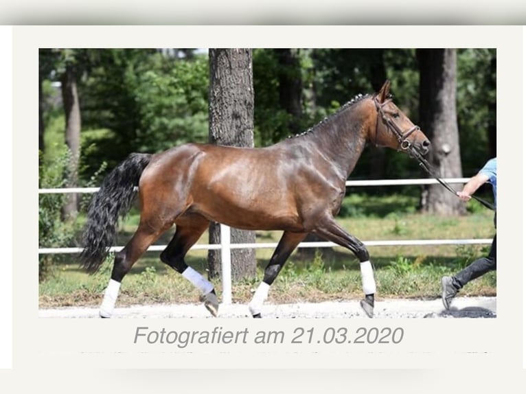 Caballo de salto Oldenburgo Yegua 10 años 170 cm Castaño in Tyn nad Vltavou