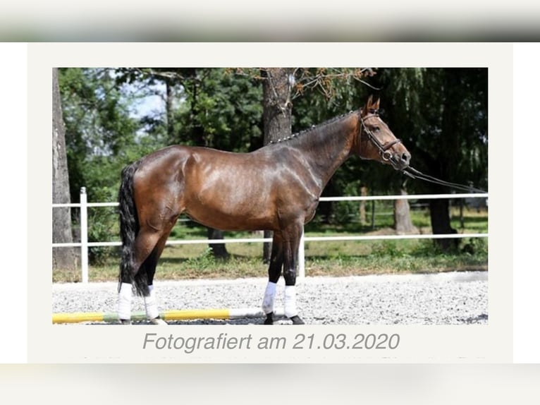 Caballo de salto Oldenburgo Yegua 10 años 170 cm Castaño in Tyn nad Vltavou