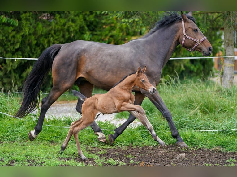 Caballo de salto Oldenburgo Yegua 10 años 170 cm Castaño in Tyn nad Vltavou