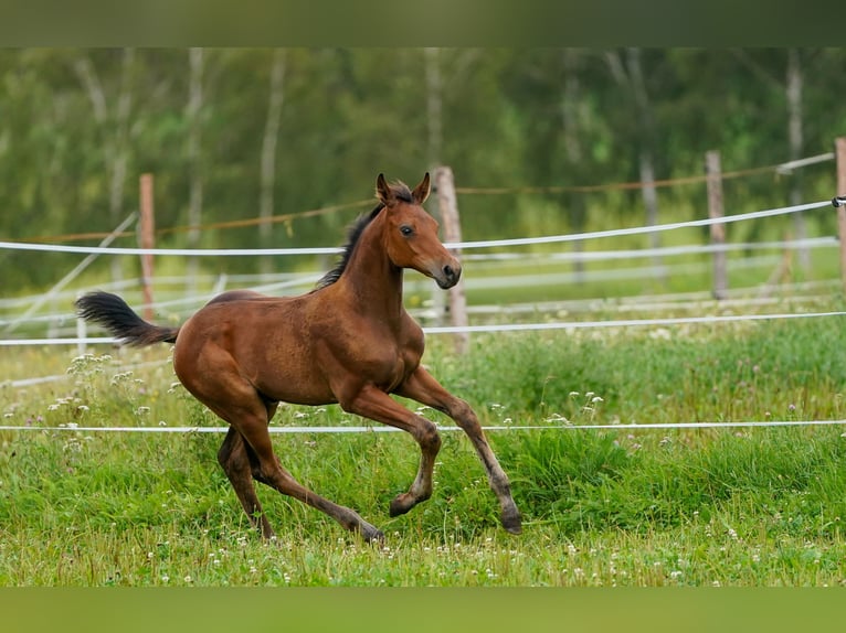 Caballo de salto Oldenburgo Yegua 10 años 170 cm Castaño in Tyn nad Vltavou