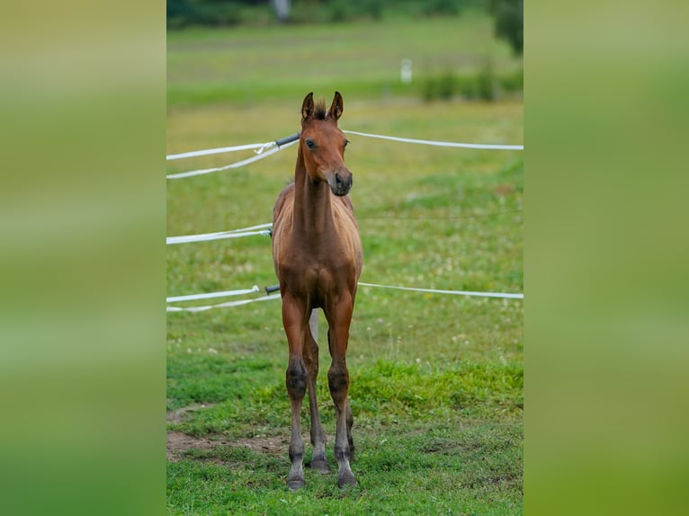 Caballo de salto Oldenburgo Yegua 10 años 170 cm Castaño in Tyn nad Vltavou