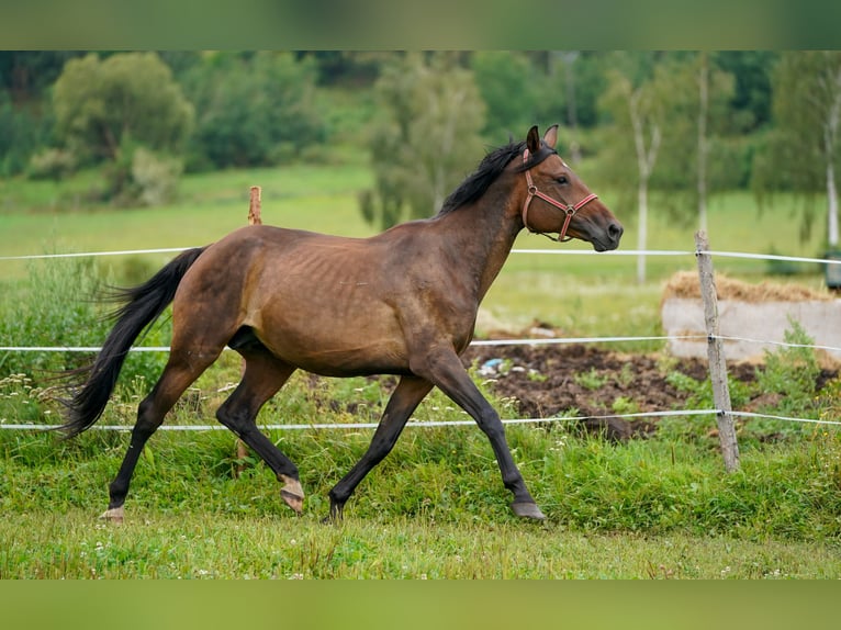 Caballo de salto Oldenburgo Yegua 10 años 170 cm Castaño in Tyn nad Vltavou