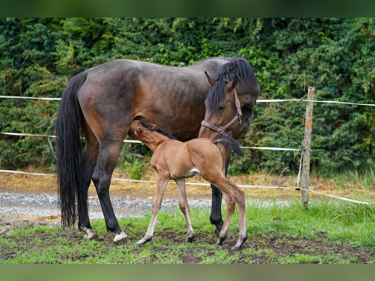 Caballo de salto Oldenburgo Yegua 10 años 170 cm Castaño in Tyn nad Vltavou