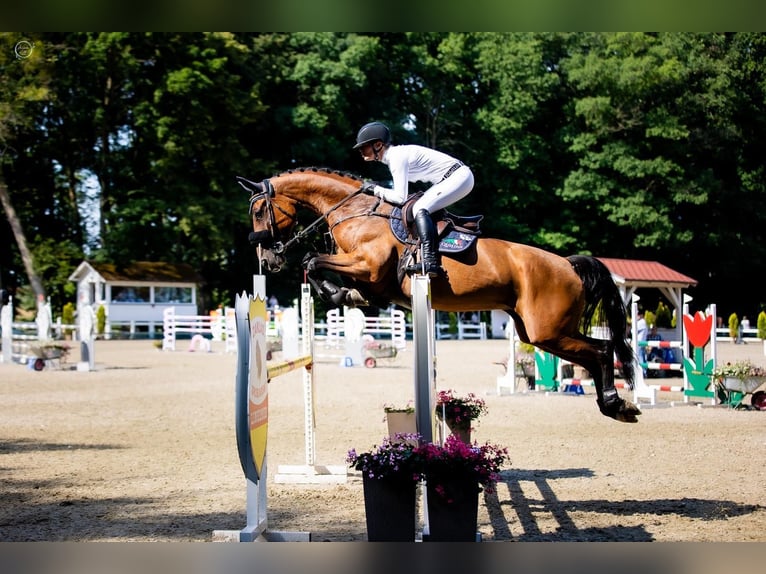 Caballo de salto Oldenburgo Yegua 10 años 170 cm Castaño in Końskie