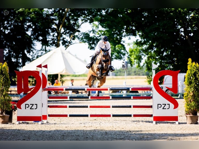 Caballo de salto Oldenburgo Yegua 10 años 170 cm Castaño in Końskie