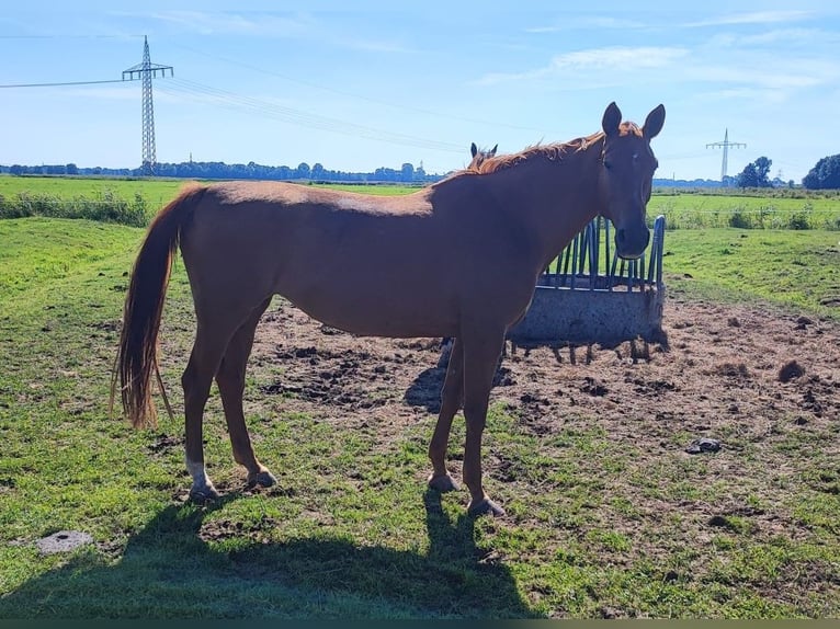 Caballo de salto Oldenburgo Yegua 10 años 172 cm Alazán in Haren