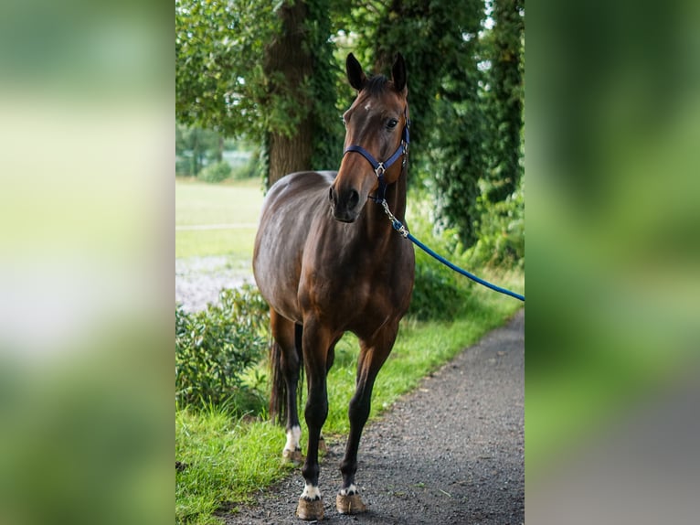 Caballo de salto Oldenburgo Yegua 10 años 172 cm in Löningen