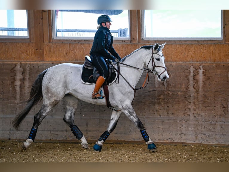 Caballo de salto Oldenburgo Yegua 10 años 175 cm Tordo in Weinfelden