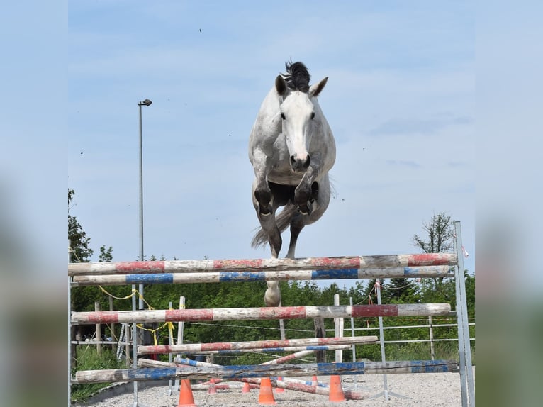 Caballo de salto Oldenburgo Yegua 10 años 175 cm Tordo in Weinfelden