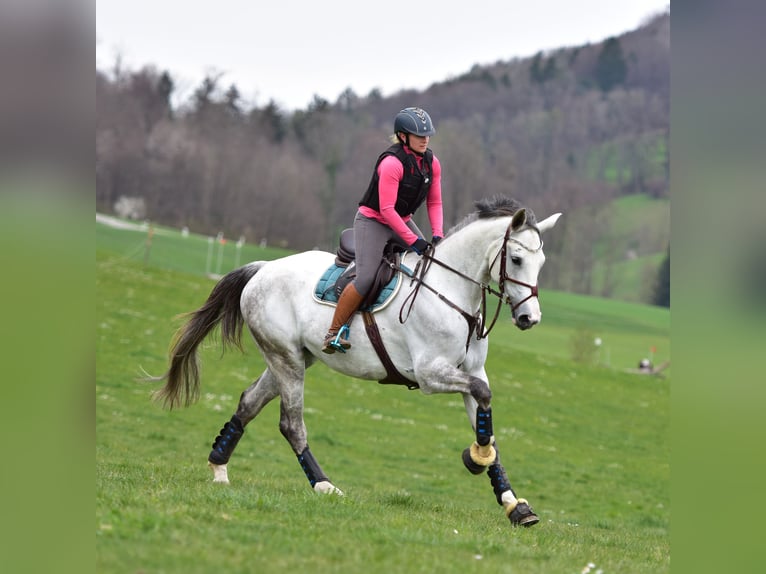 Caballo de salto Oldenburgo Yegua 10 años 175 cm Tordo in Weinfelden