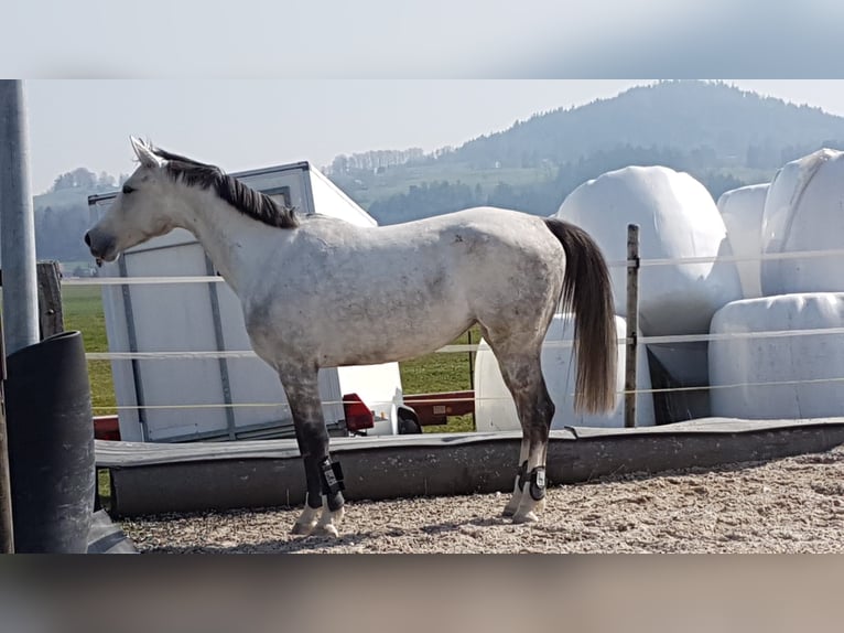 Caballo de salto Oldenburgo Yegua 10 años 175 cm Tordo in Weinfelden