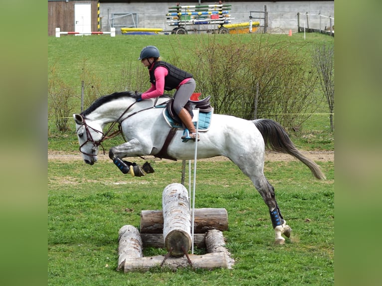 Caballo de salto Oldenburgo Yegua 10 años 175 cm Tordo in Weinfelden