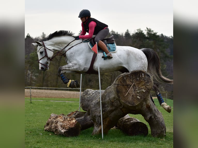 Caballo de salto Oldenburgo Yegua 10 años 175 cm Tordo in Weinfelden