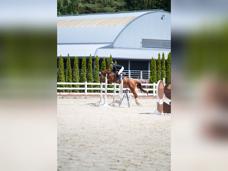 Caballo de salto Oldenburgo Yegua 10 años Alazán-tostado in Kačėnai