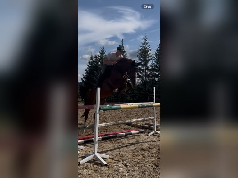 Caballo de salto Oldenburgo Yegua 10 años Alazán-tostado in Kačėnai
