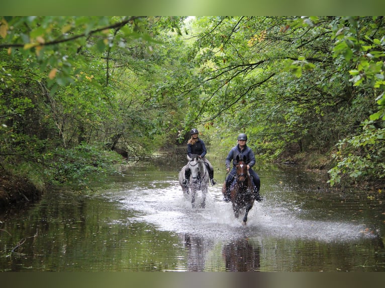 Caballo de salto Oldenburgo Yegua 10 años Castaño in Heldrungen