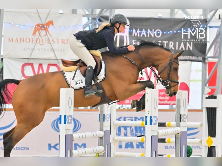 Caballo de salto Oldenburgo Yegua 10 años Castaño rojizo in Budapest