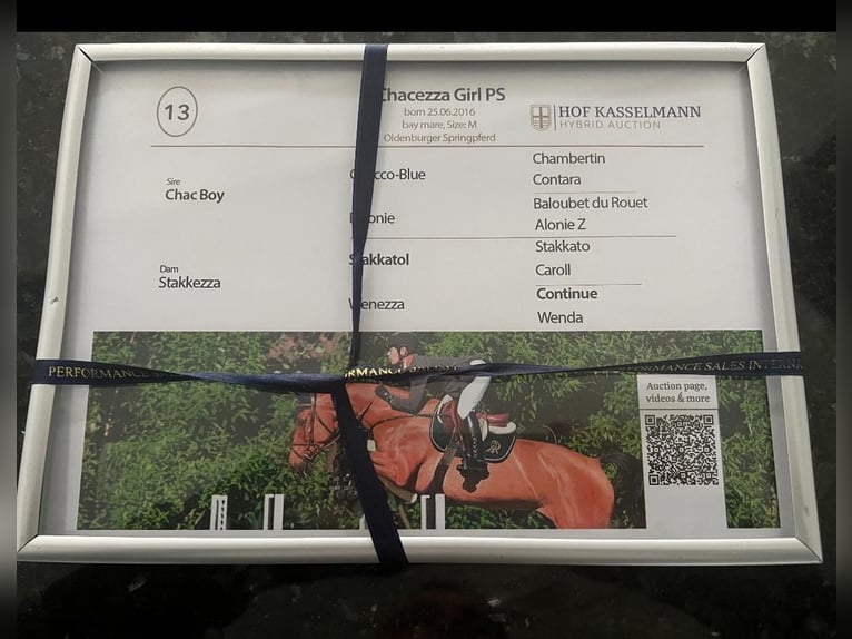 Caballo de salto Oldenburgo Yegua 10 años Castaño rojizo in Budapest