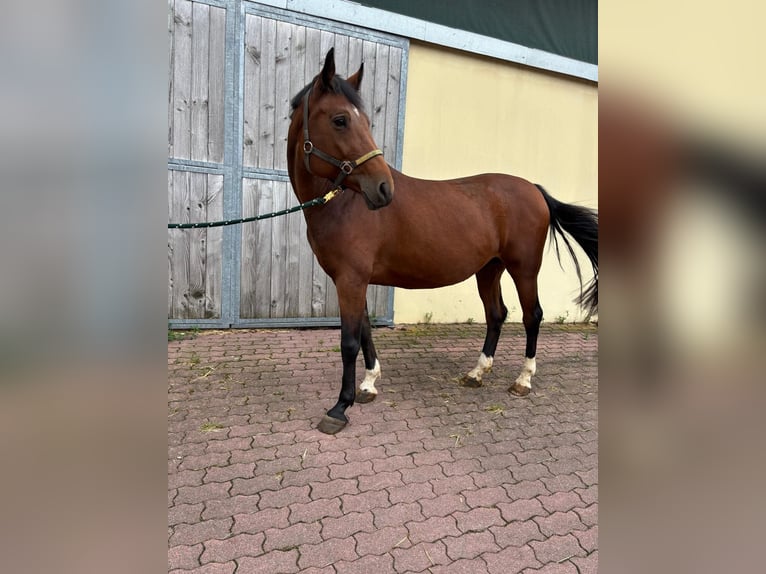 Caballo de salto Oldenburgo Yegua 11 años 163 cm Castaño in Walzbachtal