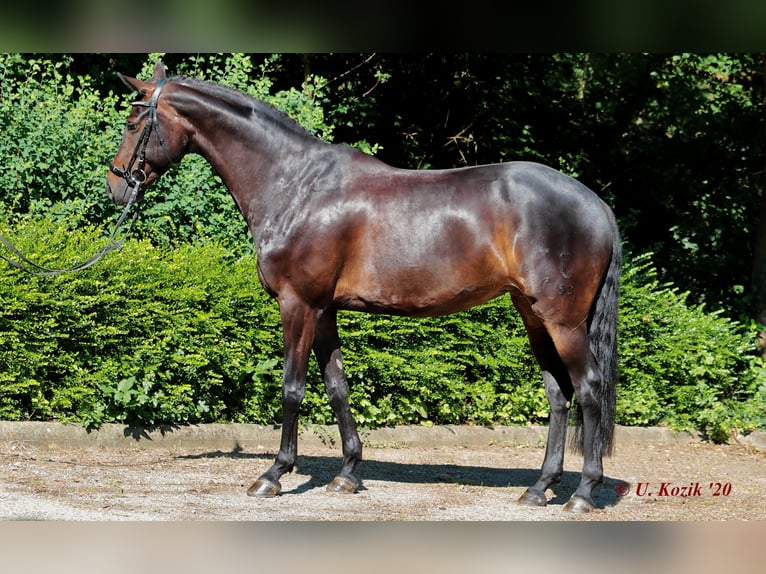 Caballo de salto Oldenburgo Yegua 11 años 163 cm Morcillo in Biblis