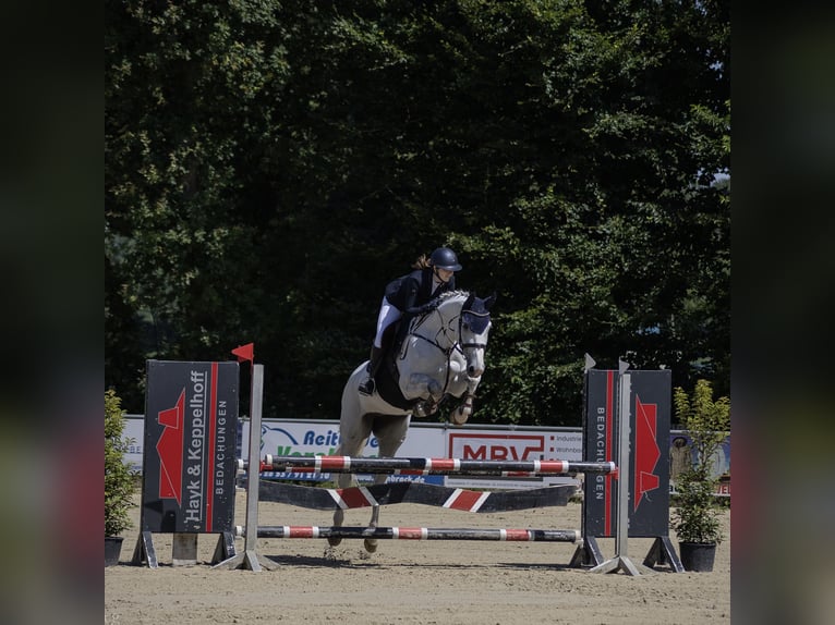 Caballo de salto Oldenburgo Yegua 11 años 164 cm Tordo in Rhede