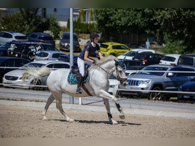 Caballo de salto Oldenburgo Yegua 11 años 165 cm Tordo in Leutwil