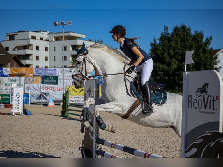 Caballo de salto Oldenburgo Yegua 11 años 165 cm Tordo in Leutwil