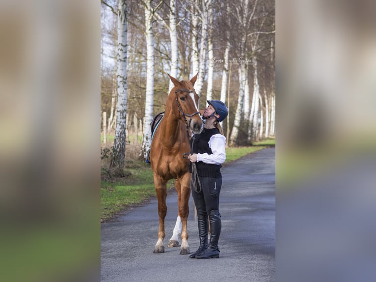 Caballo de salto Oldenburgo Yegua 11 años 167 cm Alazán in Vastorf