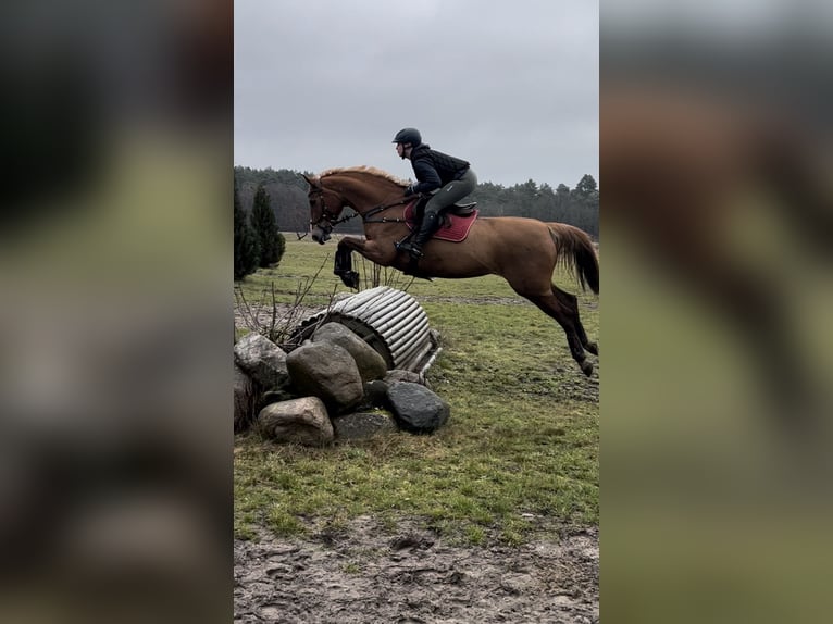 Caballo de salto Oldenburgo Yegua 11 años 167 cm Alazán in Vastorf