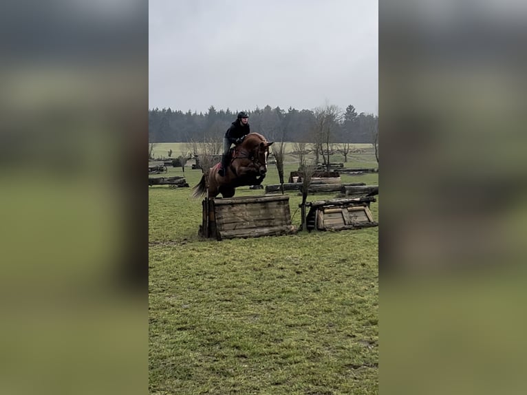 Caballo de salto Oldenburgo Yegua 11 años 167 cm Alazán in Vastorf