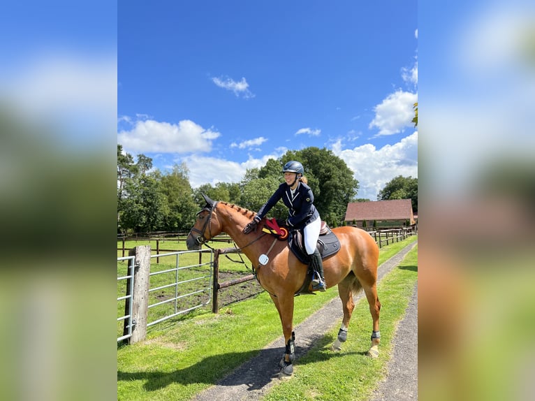 Caballo de salto Oldenburgo Yegua 11 años 167 cm Alazán in Vastorf