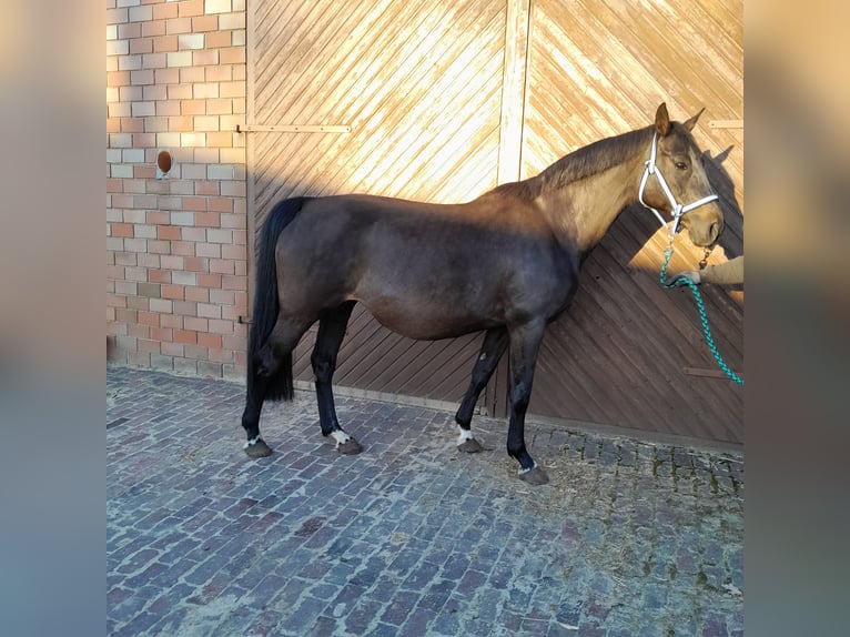 Caballo de salto Oldenburgo Yegua 11 años 167 cm Castaño oscuro in Garrel