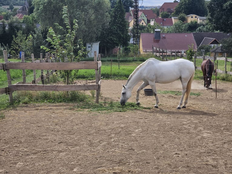 Caballo de salto Oldenburgo Yegua 11 años 167 cm Tordo in BAD BIBRA