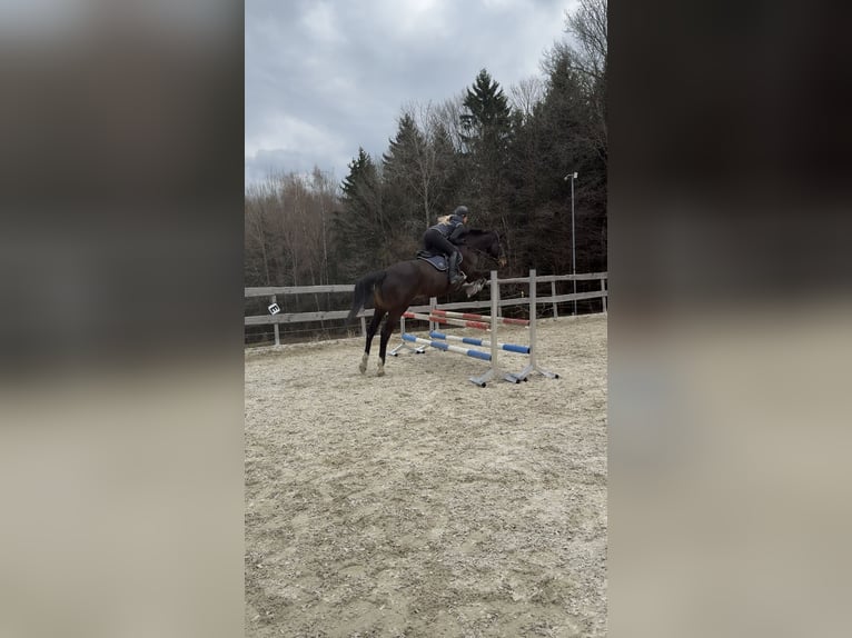 Caballo de salto Oldenburgo Yegua 11 años 168 cm Castaño oscuro in Schaufling