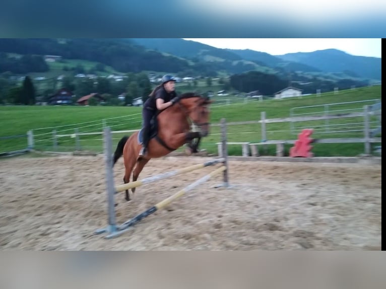Caballo de salto Oldenburgo Yegua 11 años 170 cm Castaño in Feldkirch