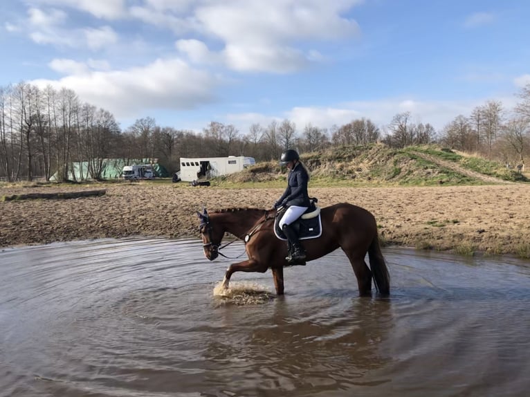 Caballo de salto Oldenburgo Yegua 11 años 174 cm Alazán-tostado in Hermannsburg