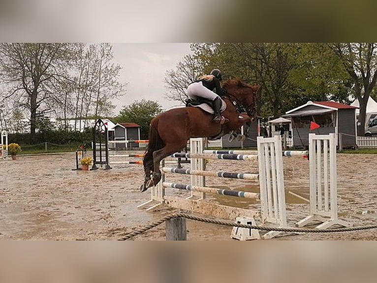 Caballo de salto Oldenburgo Yegua 11 años 174 cm Alazán-tostado in Hermannsburg