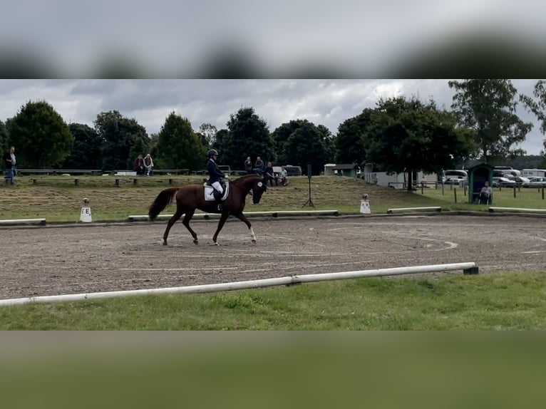 Caballo de salto Oldenburgo Yegua 11 años 174 cm Alazán-tostado in Hermannsburg