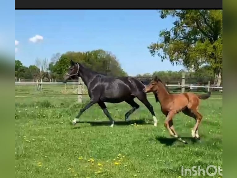 Caballo de salto Oldenburgo Yegua 11 años 174 cm Castaño oscuro in Warmsen