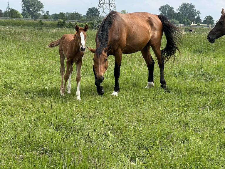 Caballo de salto Oldenburgo Yegua 11 años 174 cm Castaño oscuro in Saßen-Trantow