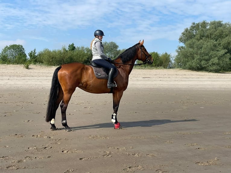 Caballo de salto Oldenburgo Yegua 11 años 177 cm Castaño in Buxtehude