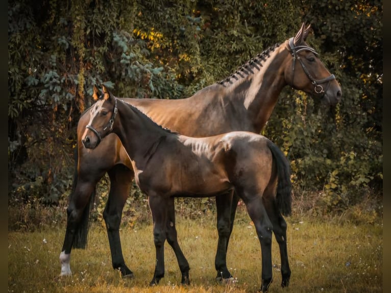 Caballo de salto Oldenburgo Yegua 11 años 178 cm Castaño oscuro in Mellenthin