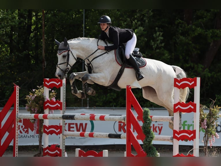Caballo de salto Oldenburgo Yegua 11 años 178 cm Tordo in Traben-Trarbach