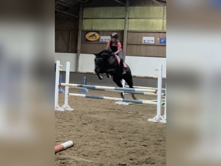 Caballo de salto Oldenburgo Yegua 12 años 158 cm Negro in Lübeck