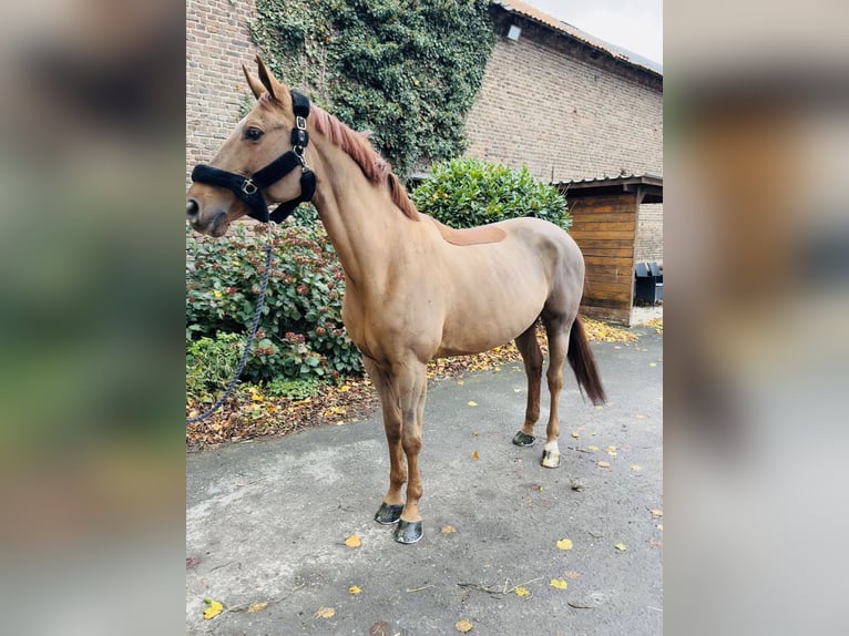 Caballo de salto Oldenburgo Yegua 12 años 160 cm Alazán in Erkelenz