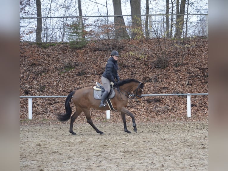 Caballo de salto Oldenburgo Yegua 12 años 163 cm Castaño in Ibbenbüren