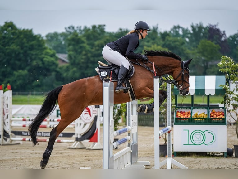 Caballo de salto Oldenburgo Yegua 12 años 163 cm Castaño in Ibbenbüren