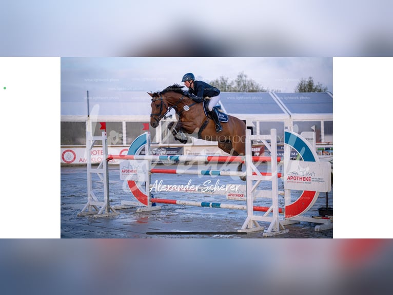 Caballo de salto Oldenburgo Yegua 12 años 164 cm Castaño in L&#xFC;nen
