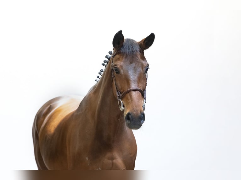 Caballo de salto Oldenburgo Yegua 12 años 164 cm Castaño in Waddinxveen